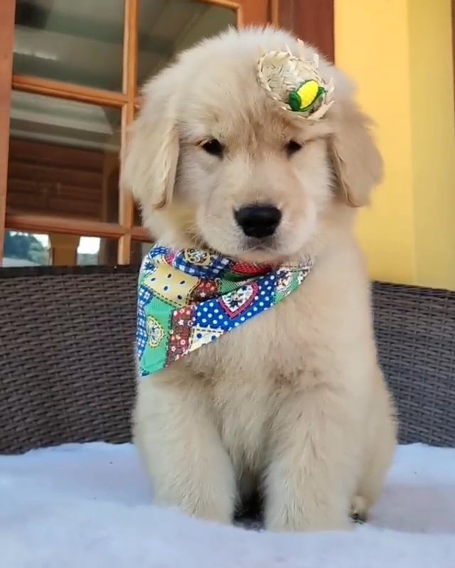 golden retriever puppies in Dallas, Texas