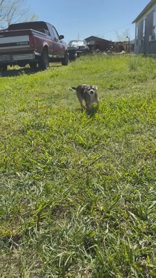 Comino Needs A New Home in Alvin, Texas