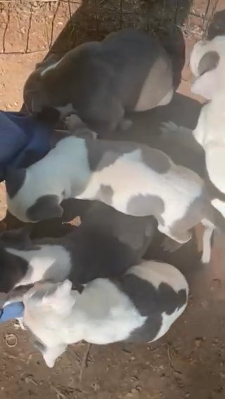 Pitbull Puppy in Monroe, Georgia