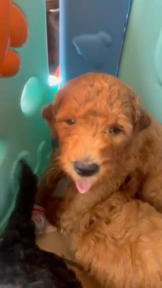 Goldendoodle For Sale (Mother’s Day Special Offer) in Hialeah, Florida
