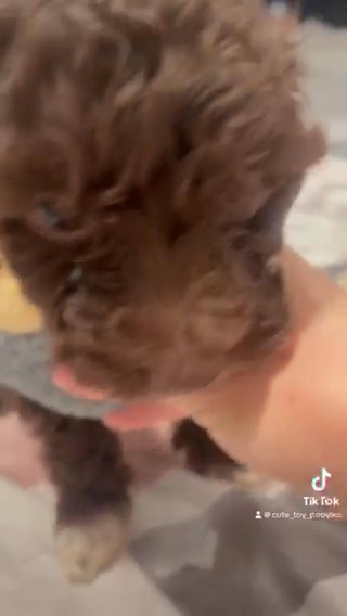 Toy Poodle in Charlotte, North Carolina