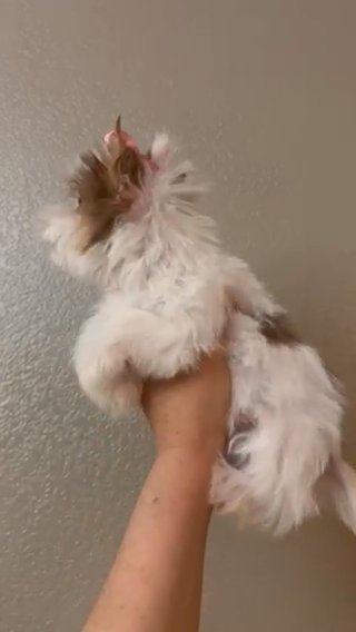 Beautiful Chocoberry Merle Female Yorkie in Riverside, California