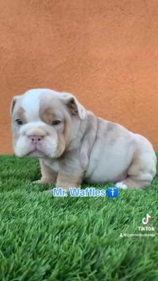 English Bulldogs in Los Angeles, California