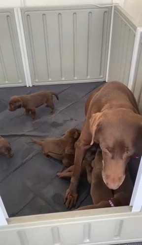 Chocolate Lab Puppies in Homestead, Florida