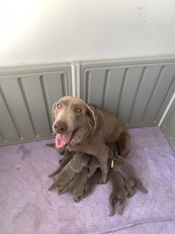 Silver Lab Puppies in Homestead, Florida