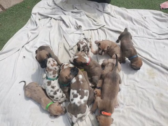 Dirt Dozen Great Danes in Fort Worth, Texas