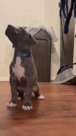 American Bullies in New Orleans, Louisiana