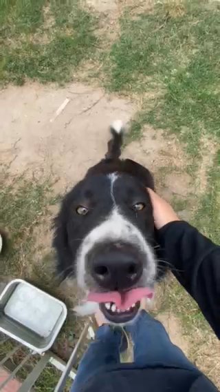 Border Collie FOR FREE in Houston, Texas
