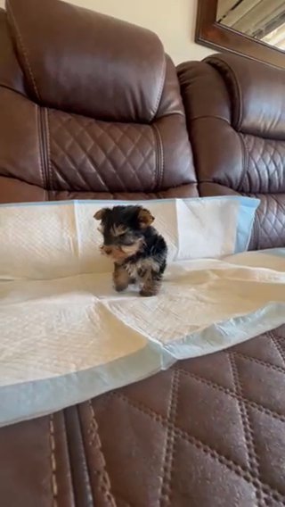 Yorkie Puppies in Riverside, California