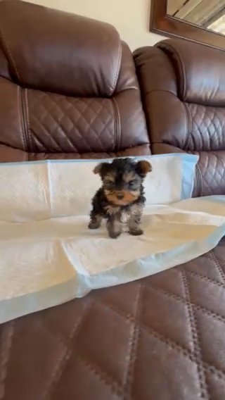 Tiny Male Yorkie in Riverside, California