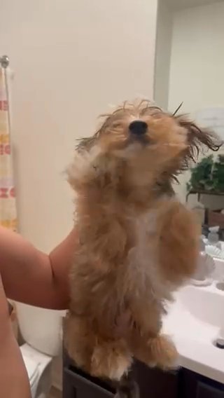 Waffle (merle Color Yorkie) Male/10 Months Old in Houston, Texas