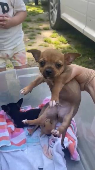 Chihuahuas!! in Wilmington, North Carolina
