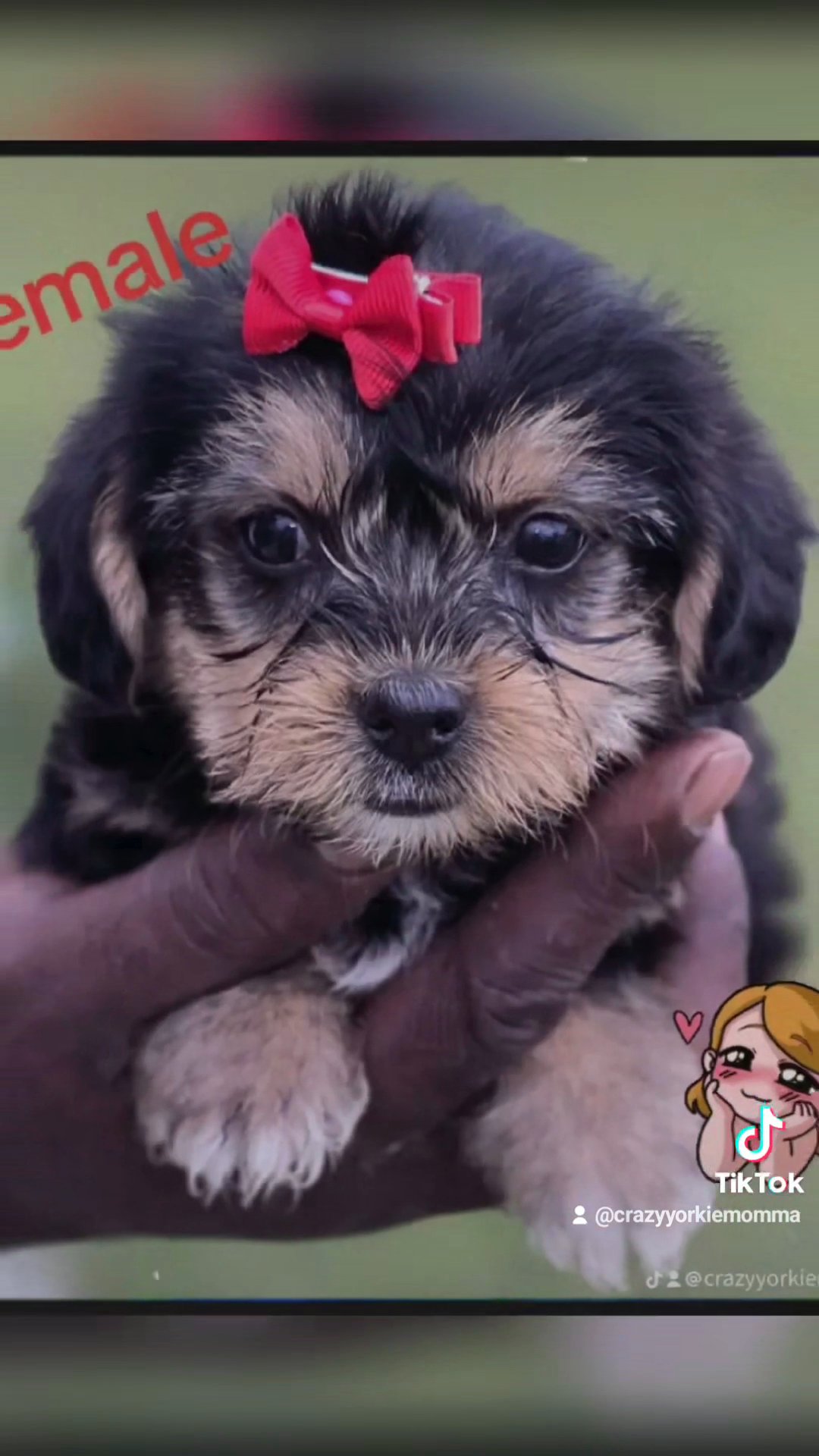 Shorkie babies in Columbus, Georgia