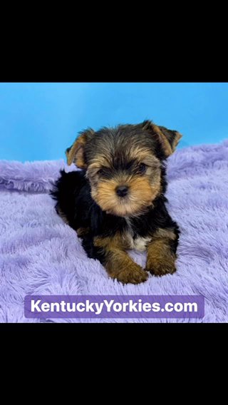 Zachariah-Male Yorkie in Lexington-Fayette, Kentucky
