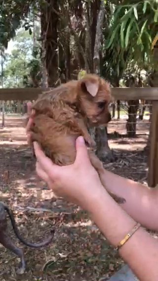Yorkie Golddust in Naples, Florida