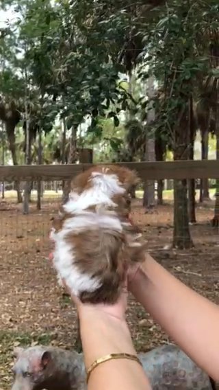 Yorkie Biro in Naples, Florida