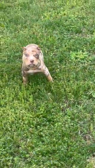 Sold‼️ American Bully Chocolate Tri Merle in Murfreesboro, Tennessee