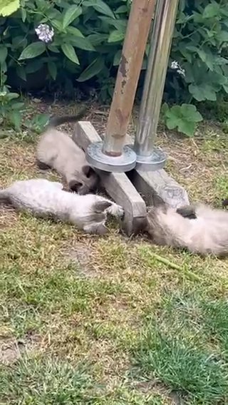 🐾 **Beautiful Siamese Cat Seeking Loving Home!** 🏡 in San Leandro, California