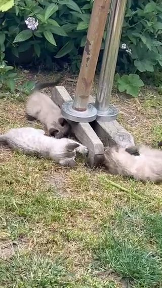 ? **Beautiful Siamese Cat Seeking Loving Home!** ? in San Leandro, California