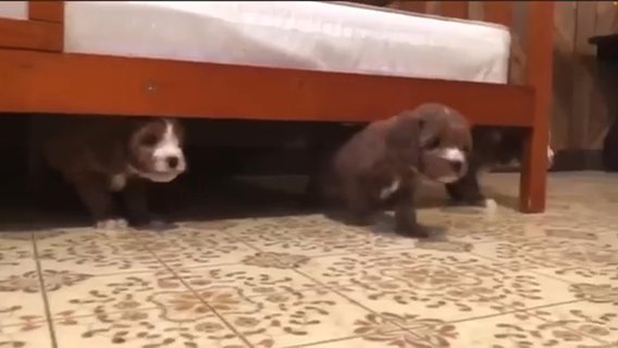 Cavapoo Puppies in New York City, New York