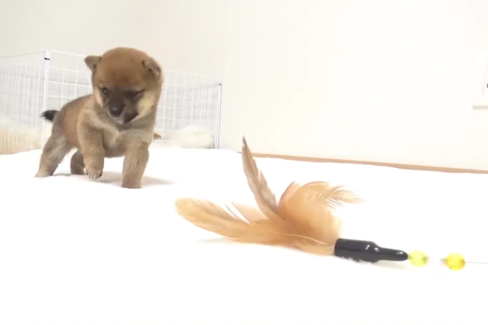 shiba Inu puppy in Washington, District of Columbia