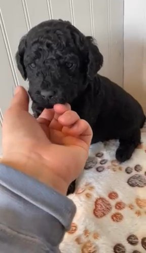 Oliver- Labradoodle in Rome, New York