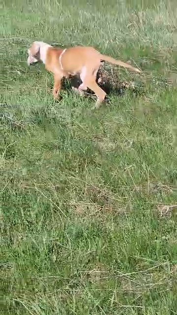 akc great dane in Cedar Falls, Iowa