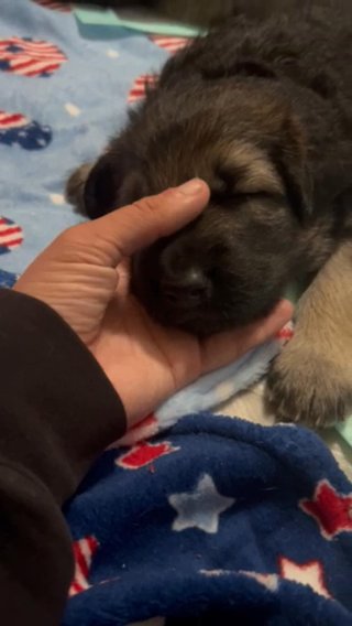 Female Plush Coat Red/Black Saddle German Shepherd Puppy in Springfield, Illinois
