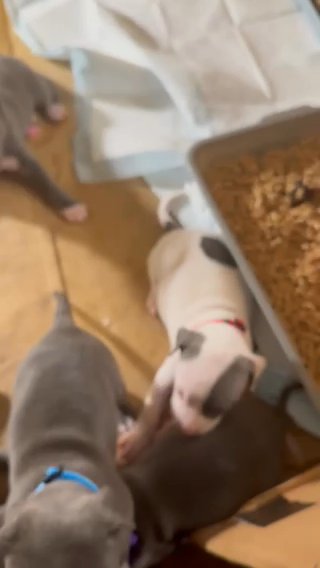 American Bully Pitbull in New Orleans, Louisiana