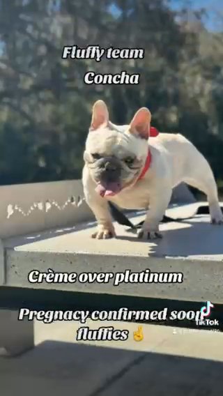 French Bulldog Female in Tampa, Florida