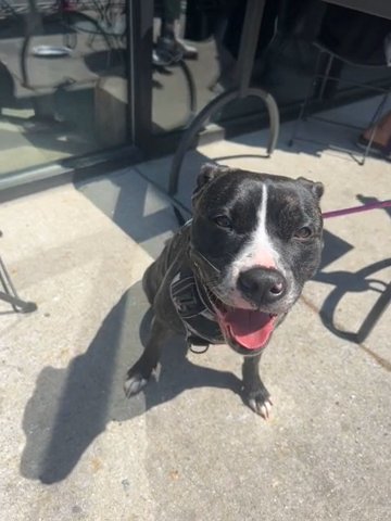 4 yr old Staffordshire , Mastiff Pitbull in Richmond, Virginia
