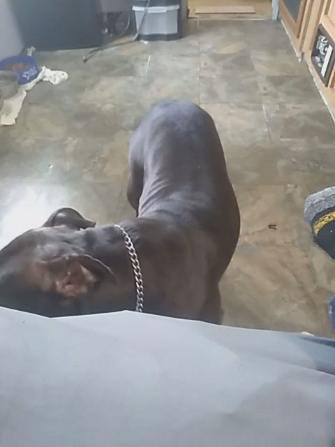 dog for sell in Pensacola, Florida