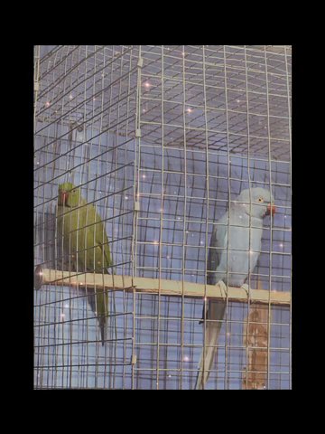 Indian Ringneck Breeders in Florence, Alabama