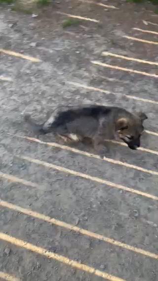 German Shepherd Puppies in Fort Smith, Arkansas