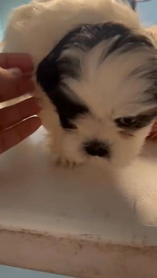 Shihtzu Hembra in Miami, Florida