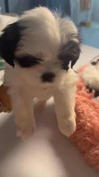 Shihtzu Hembra in Miami, Florida