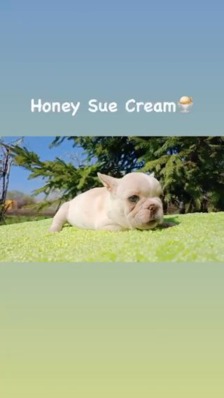 Sue Cutest Cream French Bulldog Puppy in Renton, Washington