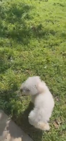 Miniature poodle in Burleson, Texas