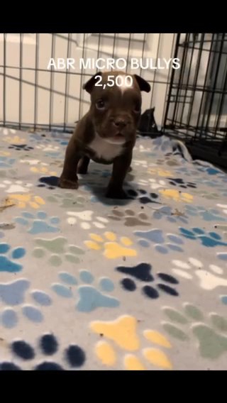 Micro Bully Puppys in Branson, Missouri