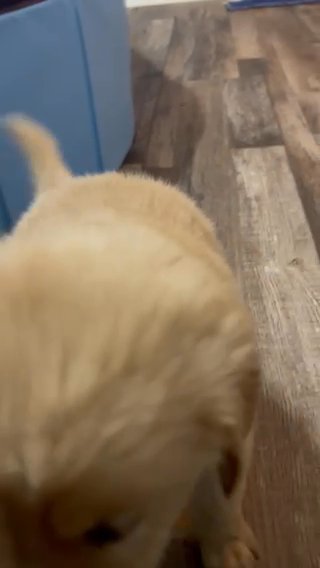 Golden Retriever Puppies in Cape Coral, Florida