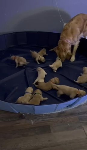 Golden Retriever Puppies in Cape Coral, Florida