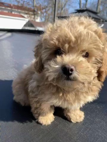 2 Adorable Shihpoo Puppies in Brentwood, New York