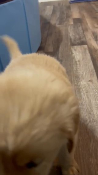 Golden Retriever Puppies in Cape Coral, Florida