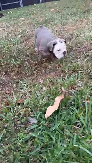 English Bulldog Lilac Tri M in West Palm Beach, Florida