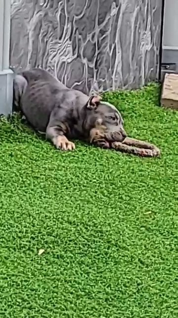 American Bully Puppies in Chicago, Illinois