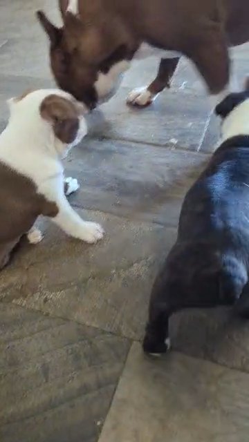 Registered Boston Terrier in Oklahoma City, Oklahoma