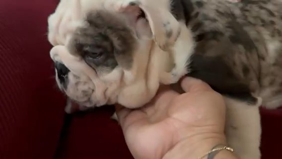 Female Mini English Bulldog in New Britain (Town), Connecticut