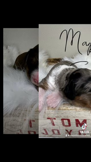 F1 Mini/medium berniedoodles in Kokomo, Indiana
