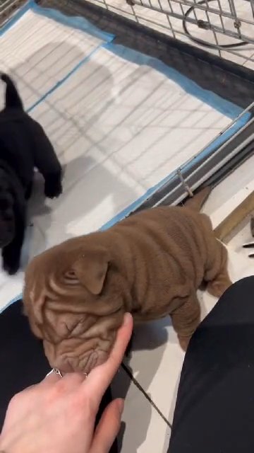 Shar pei puppys in Columbus, Georgia