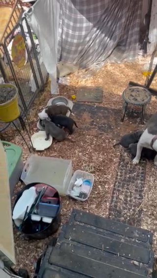 Pitbull Puppies in Dayton, Ohio